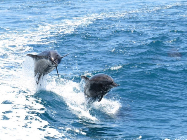 dievrsion en el agua